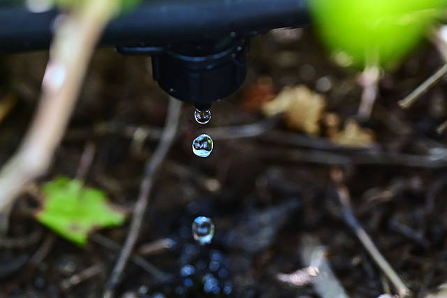 Drip irrigation is carried out according to all rules
