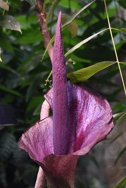 Цветок Amorphophallus konjac крупным планом