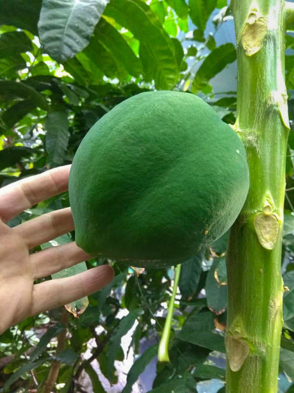 Плод Cárica papáya