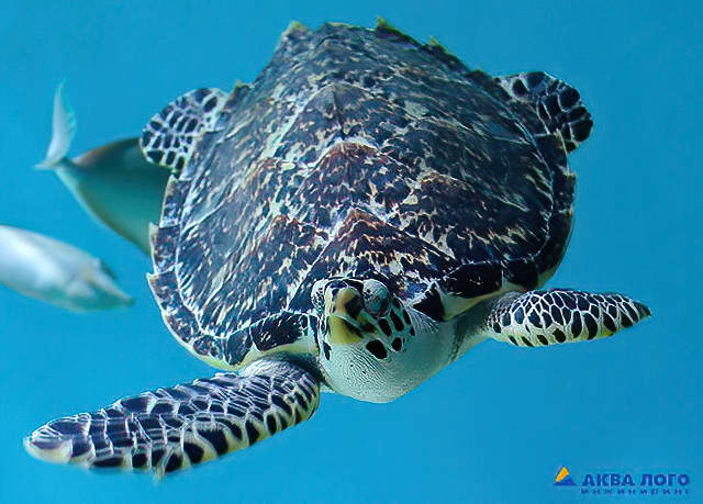 Черепахи в океанариуме