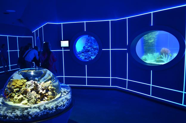 Дельфинарий с подводным 

тоннелем открылся в Новосибирске