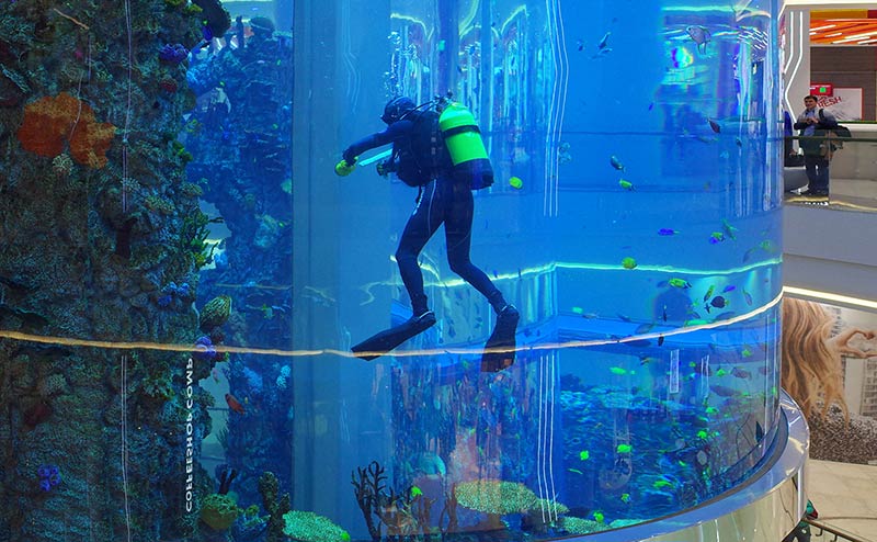 Водолаз держится за стенку аквариума с помощью присоски и скребком удаляет обрастания на стекле
