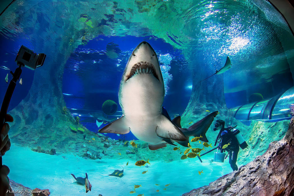 Песчаная тигровая акула в главном морском аквариуме Акватики
