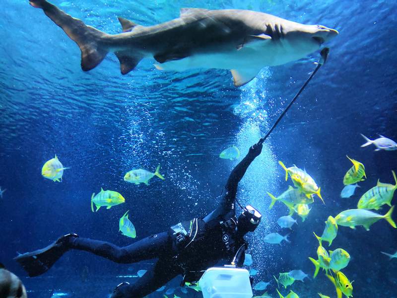 At the main marine aquarium, sand tiger sharks are the first to be fed