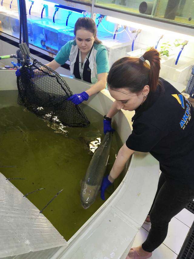 Ichthyologist Ekaterina Boldysheva and ichthyopathologist Yana Zaripova perform treatment procedures
