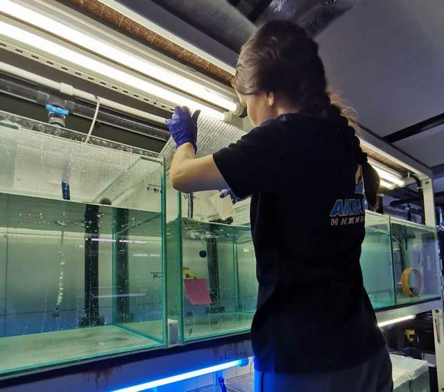 Control of the condition of fish in quarantine