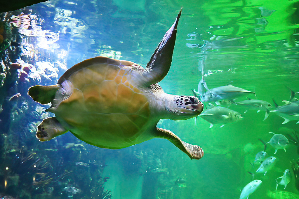 Зелёная черепаха наших водолазов не кусает