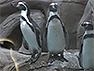 Novosibirsk Zoo's penguinarium is open
