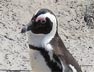 Мастера Аква Лого инжиниринг обустроили дом для пингвинов в парке флоры и фауны «Роев ручей»