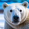 Project of polar bears enclosure reconstruction in Udmurtia Zoo
