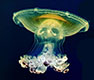 Медузы в домашнем аквариуме