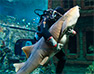 Как акулу укладывают спать в Воронежском океанариуме