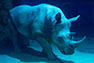 Носорог в Океанариуме Москвариум