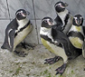 The Voronezh Oceanarium has new aquariums and penguins