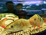 New aquariums for the Moskvarium