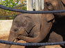 Всемирный день защиты слонов в зоопарках