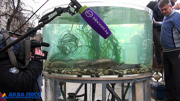 Фото 5. Микрофон включён, рыбы осваивают аквариум, подошло время интервью его создателей. 