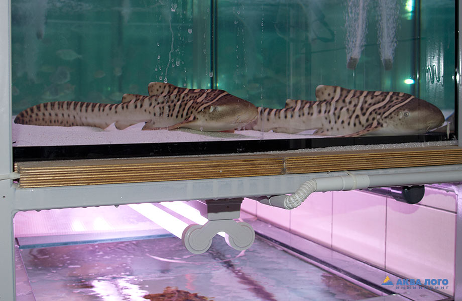 Молодь акулы-зебры (Stegostoma fasciatum) на карантине