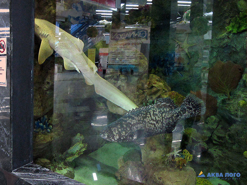 Акула-зебра (Stegostoma fasciatum) адаптируется в аквариуме ТРЦ МегаГРИНН