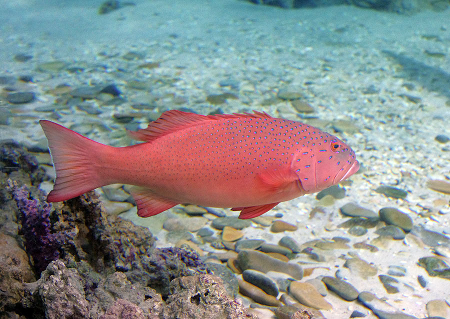 Групер красный коралловый. Фото Николая Сафонова