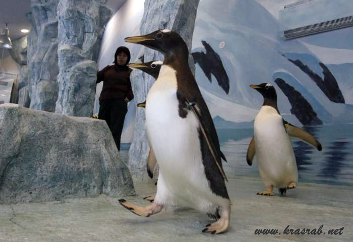 Папуанские пингвины в Парке флоры и фауны "Роев ручей"