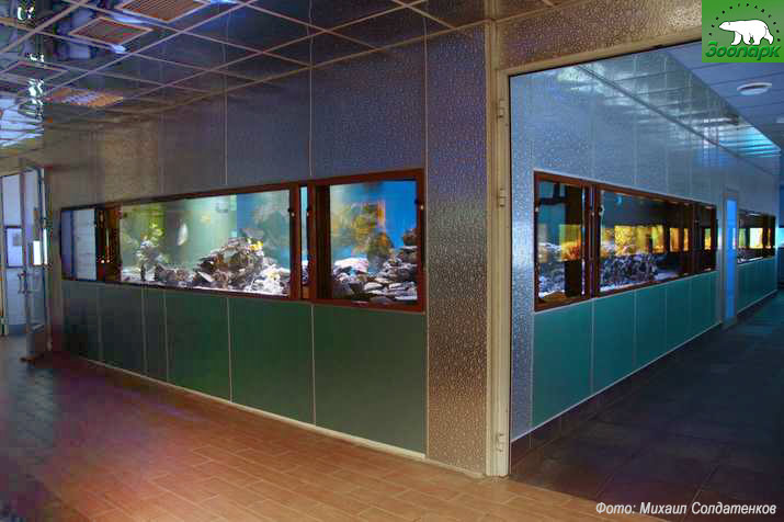 Акриловые аквариумы Аква Лого инжиниринг для Экзотариума Ленинградского зоопарка