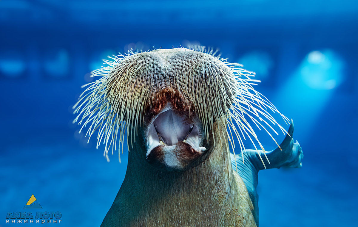 Огромные подводные окна павильона «Ластоногие» позволяют рассматривать животных очень подробно