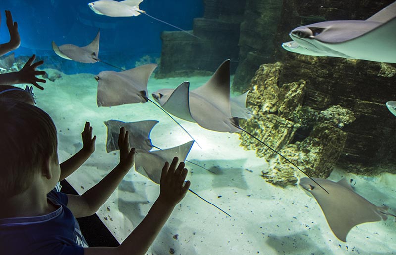 Даже маленьким детям удобно рассматривать рыб в этом аквариуме