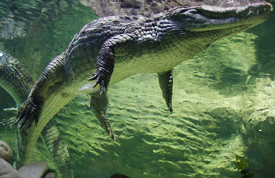 Акватеррариум с крокодиловыми кайманами в экспозиции "Джунгли"