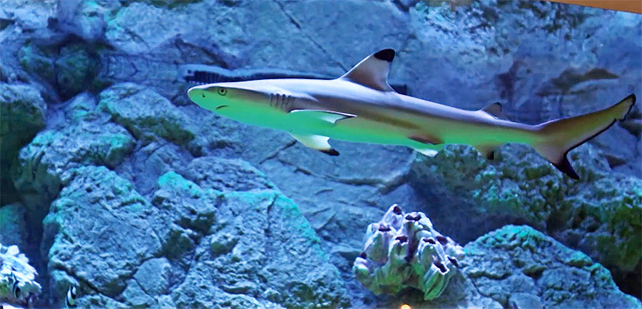 Рифовая чернопёрая акула в аквариуме ТРЦ MEGA Alma-Ata