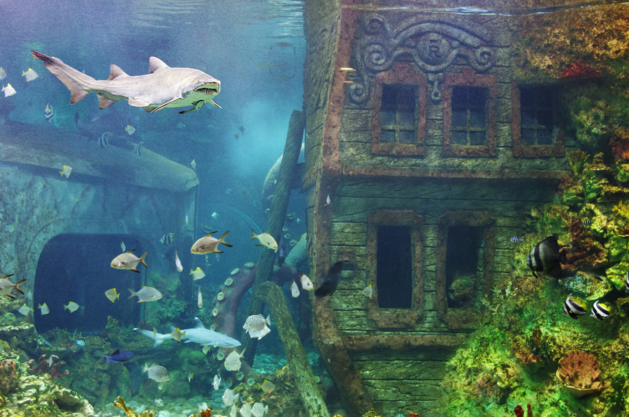 Декорации главного океанического аквариума выполнены в виде затонувшего корабля, обвитого щупальцами гигантского осьминога