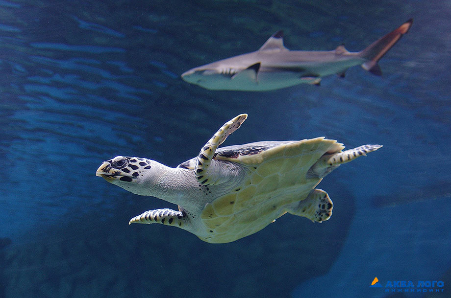 Голова и конечности морских черепах не втягиваются в панцирь