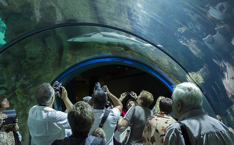 В туннеле есть места, где очень хорошо освещаются не только рыбы, но и посетители