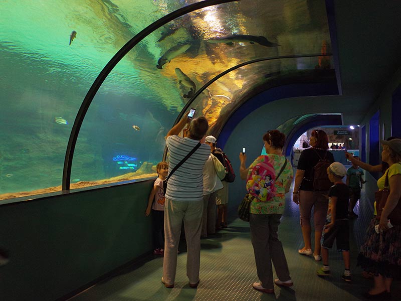 В туннеле с одной стороны виден главный пресноводный аквариум, с другой - аквариум под водопадом