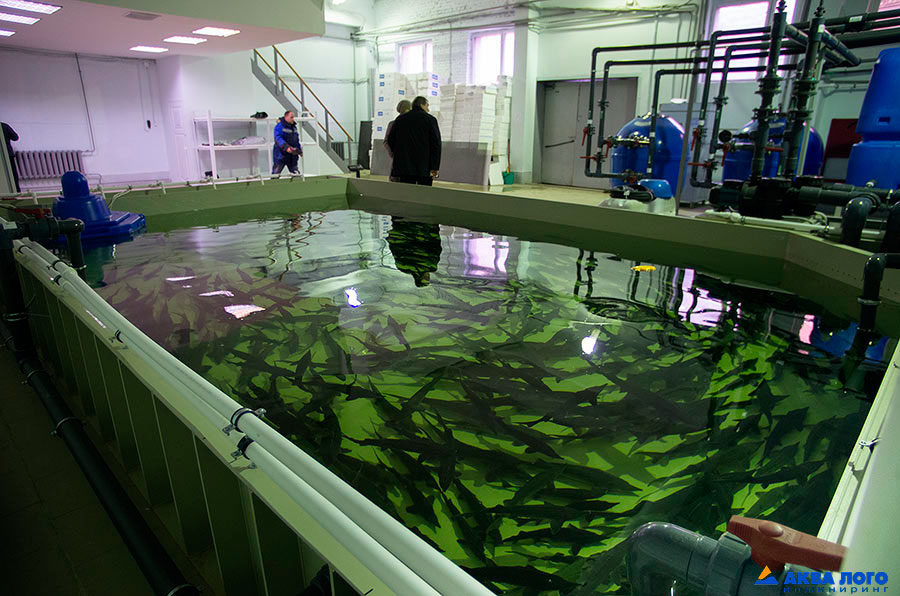 General view of the room for temporary storage of live fish