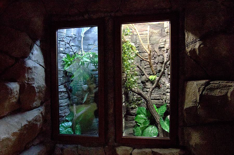 The aviaries with chameleons and wooden green python