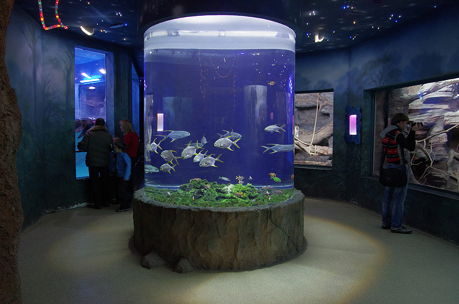 Морской аквариум цилиндр. Фото Николая Сафонова