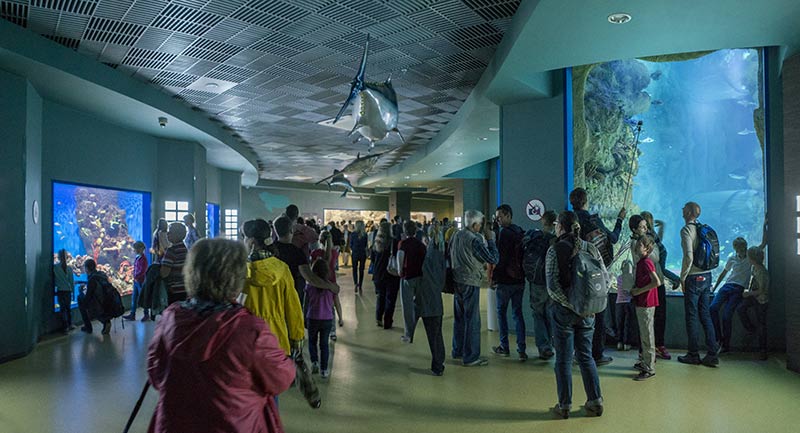 Экспозиция «Открытое море. Главный морской аквариум»