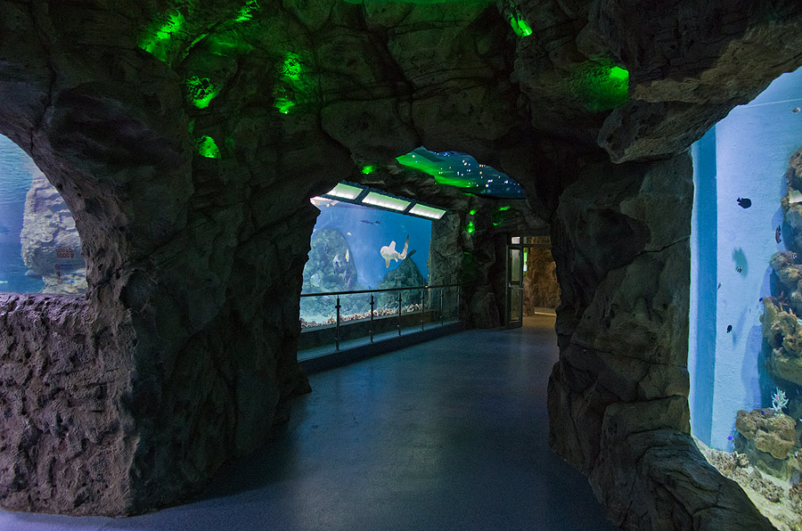 Главный аквариум со всех сторон. Фото Николая Сафонова