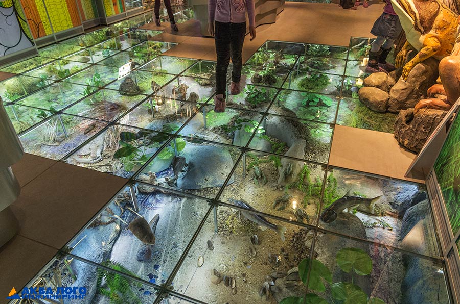 Под стеклянным полом находится множество декораций и макетов, имитирующих реальные биотопы