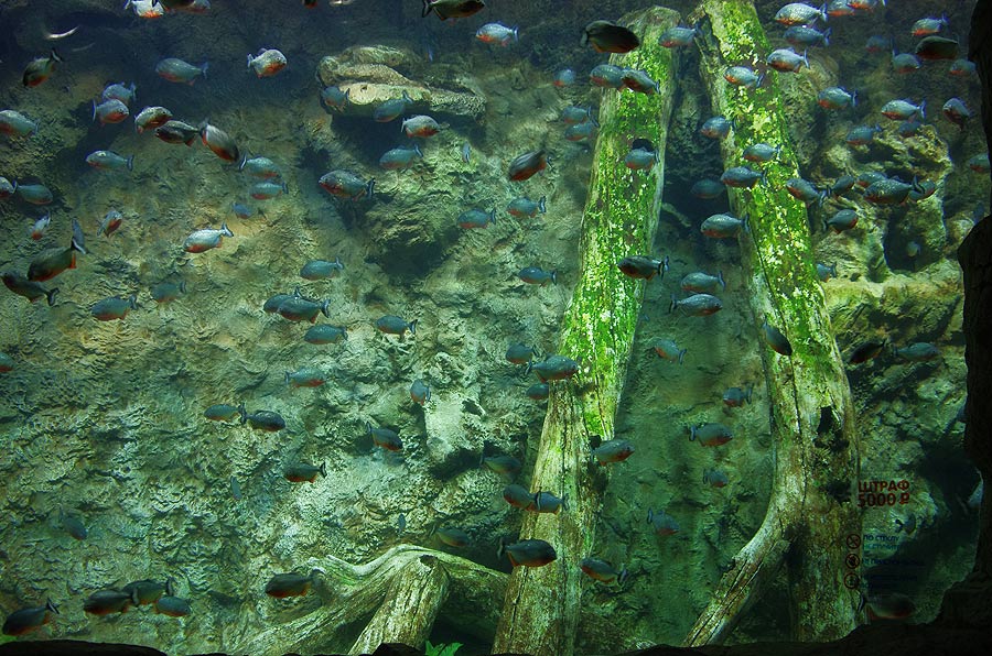 The aquarium with piranhas