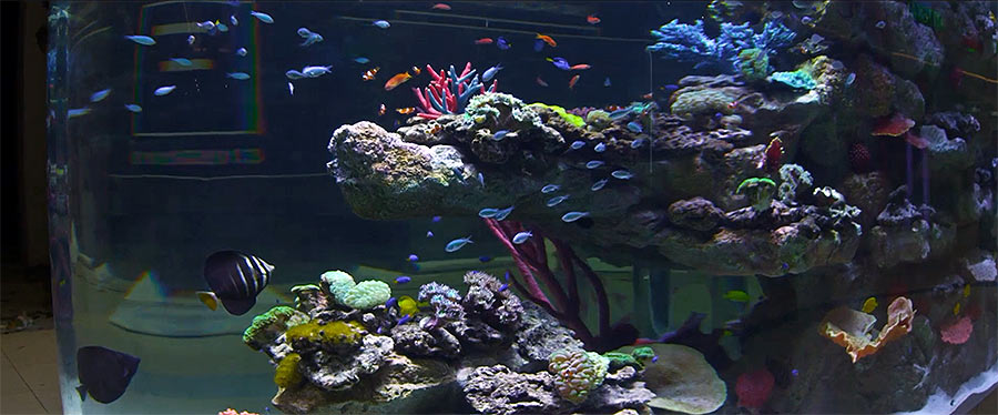 Рифовый аквариум в ТРЦ MEGA Alma-Ata