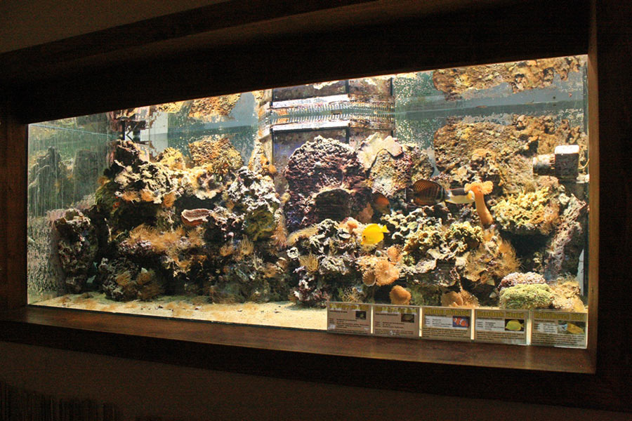 Рифовый аквариум в зоопарке Брно