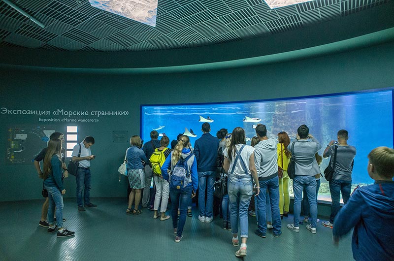 В первом экспозиционном зале посетителей встречают скаты - бычерылы в 150-кубовом морском аквариуме