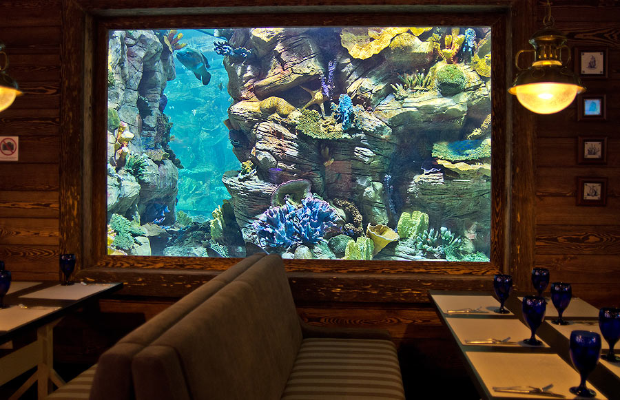 У одного из четырёх окон аквариума в ресторане "Марлин"