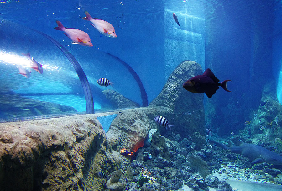 View of the underwater tunnel from the main aquarium