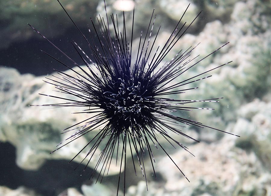 The sea urchin in the exposition “Polar waters”