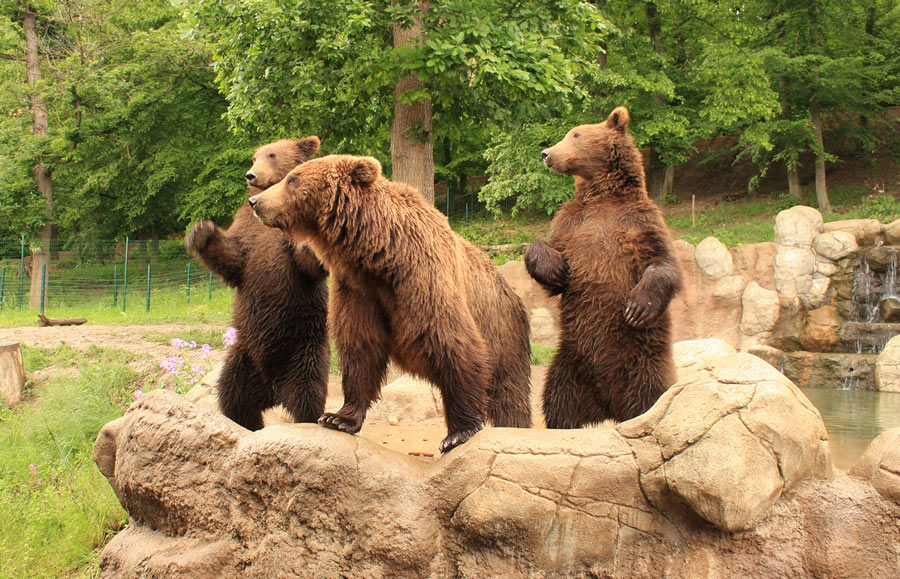 Новая экспозиция "Берингия" в зоопарке Брно (медведи живые)