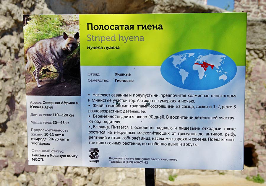Вольер полосатой гиены в Московском зоопарке