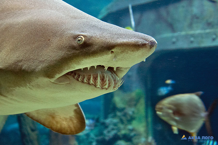 Песчаная тигровая акула в Воронежском океанариуме показывает зубы